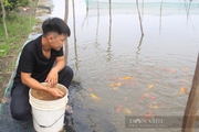 TP.HCM chú trọng phát triển chăn nuôi, thủy sản theo hướng chuyển dịch cơ cấu nông nghiệp đô thị