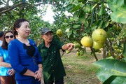 Nông dân Hà Nam liên kết trồng cây ăn quả từ nguồn vốn Quỹ Hỗ trợ nông dân