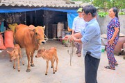 Một con bò mẹ đẻ sinh đôi 1 đực 1 cái, cả làng ở Hà Tĩnh cho là chuyện hiếm thấy