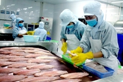 Mỹ, Nhật Bản, Trung Quốc mua lượng tôm, cá khổng lồ, Việt Nam lập 3 kỷ lục chưa từng có