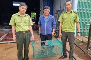 TT-Huế: Dân thành phố liên tiếp bắt được động vật quý hiếm đi lạc