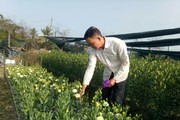 Bôn ba học nghề trồng hoa, một nông dân ở Thanh Hóa lãi 400-500 triệu, tạo việc làm, lương tốt cho 6 lao động
