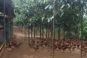 Nông dân giỏi ở huyện Bảo Yên của Lào Cai lãi 200 triệu nhờ nuôi gà trong rừng quế, nuôi lợn thịt mát tay