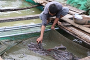 Nuôi thành công loài cá đặc sản có râu dài trên lòng hồ chứa nước ngọt ở Quảng Ngãi