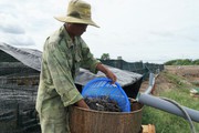 Có ao tôm 50 tấn, nông dân này ở Bà Rịa-Vũng Tàu phấn chấn giá tôm tăng, tôm sú 200.000 đồng/kg là cao nhất