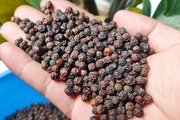 Giá tiêu bật tăng tại các vùng trọng điểm
