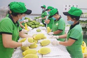 Trái cây Việt ngày càng vươn xa