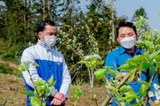 Trồng thứ cây đầu năm ngắm như cây cảnh, mùa thu hái trái đặc sản, đồi nhà anh nông dân Lào Cai đẹp mê tơi