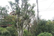Loại cây lá chát sống cả trăm tuổi về Nghệ An thành cây cảnh hạng sang, bán hàng chục triệu đồng