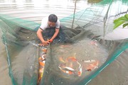 TP.HCM chuyển dịch cơ cấu nông nghiệp: 1 đồng hỗ trợ lãi vay có thêm 14 đồng đầu tư