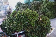 Cau tươi rớt giá thảm hại chưa từng có, nhiều nhà ở Nghệ An phát hoảng vì tự dưng mất cả trăm triệu
