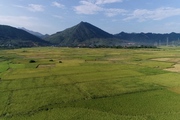 Sơn La: Sản xuất hữu cơ nâng tầm thương hiệu gạo Phù Yên