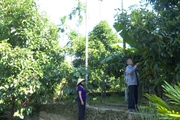 Video: Vườn cây ăn quả thu trăm triệu của thầy giáo về hưu ở Quảng Nam
