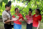Nữ tỷ phú mát tay trồng những trái na to bự ở Sơn La, mỗi năm thu 1 tỷ từ trồng trọt, chăn nuôi