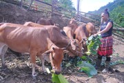 Vùng cao Sơn La chủ động phòng, chống đói rét cho đàn gia súc
