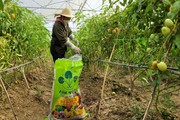 Lạ: Trồng trái vụ 5.000 gốc cà chua Đà Lạt ghép trên thân cây cà tím Nhật, một HTX thu 20 tấn quả