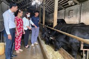 Nông dân Hưng Yên nuôi bò vỗ béo, tăng thu nhập nhờ dòng tiền hỗ trợ đầu tư từ Quỹ Hỗ trợ nông dân