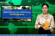 Bản tin Dân Việt Nóng ngày 11/12: Giá rau xanh tăng mạnh do thời tiết khắc nghiệt