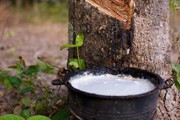 Giá cao su hôm nay 11/12: Giá cao su cuối tuần giảm, thị trường ảm đạm