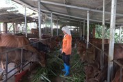 Ở nơi này của Phú Thọ, hễ nhà nào đầu tư nuôi bò tập trung đều giàu lên thấy rõ