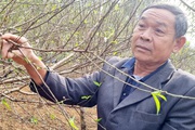 Trồng loại cây đang hot, nông dân U60 Ninh Bình hé lộ bí quyết để hoa nở đúng dịp Tết Nguyên đán