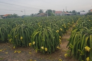 Cuối năm, giá trái thanh long ở Tiền Giang đạt mức kỉ lục, nhà vườn phấn khởi