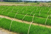 Thiên hạ cấy lúa vụ nào ăn vụ nấy, đằng này Trung Quốc trồng thứ lúa cấy một lần gặt hái trong vài năm