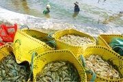 Vì sao chỉ những nông dân, doanh nghiệp nuôi tôm đạt cỡ lớn ở Sóc Trăng thì mới có lời?