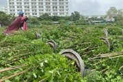 Nông dân Phú Yên khóc ròng vì hoa Tết đổ ngã la liệt trước gió cạnh các tòa nhà cao tầng