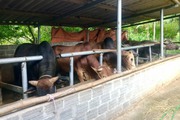 Yên Châu: Phát triển chăn nuôi gia súc tập trung