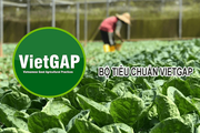 Mạng lưới Đại sứ Đổi mới sáng tạo Việt Nam chú trọng hỗ trợ các sản phẩm đạt các chứng nhận VietGAP