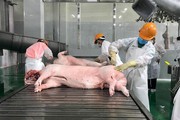 Giá lợn hơi khó đoán, thị trường chờ đến Noel để bứt tốc, cứu giá lợn cách nào?