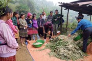 Phù Yên (Sơn La): Chủ động phòng chống đói, rét cho đàn gia súc