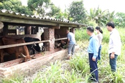 "Điểm tựa" giúp nông dân Yên Bái phát triển chăn nuôi, vươn lên thoát nghèo