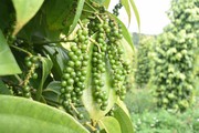 Việt Nam vẫn đứng đầu thế giới về xuất khẩu hồ tiêu