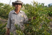 Người trồng hoa Tết ở TP.HCM lao đao vì mưa nắng thất thường