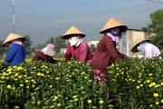 Thương lái vô vườn mua sạch, cả làng trồng hoa ở Bà Rịa-Vũng Tàu mừng vì có tiền ăn tết to