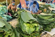 Loại cây xưa mọc hoang nay "lên đời" trồng là có tiền triệu, gần Tết chỉ việc cắt lá bán
