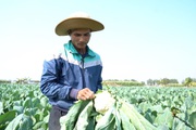 Giá rau củ tăng mạnh: Nông dân mừng thầm, người tiêu dùng “méo mặt”