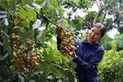 Trái cây Việt xuất ngoại: Mở thị trường đã khó, giữ thị phần còn khó hơn