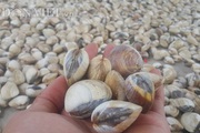 Khách Mỹ, Nhật sẵn sàng chi tiền mua ngao cỡ lớn, đáng tiếc Việt Nam không đáp ứng được