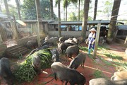 Hà Nội xây dựng vùng chăn nuôi an toàn dịch bệnh: Mục tiêu ít nhất 12 vùng cấp huyện đạt tiêu chuẩn