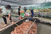 Ngành nông nghiệp Duy Xuyên vượt khó ấn tượng!