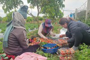 Sơn La: Mùa dâu tây chín đỏ, nông dân đút túi tiền triệu
