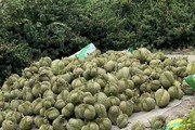 Trồng sầu riêng xuất khẩu, ở một ấp ở Hậu Giang nhà nào trồng nhiều nhà đó khá giả