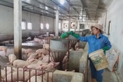 Trung Quốc tăng nhập khẩu thịt lợn, Việt Nam có nên nới lỏng rào cản bán lợn qua biên giới?