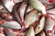 Nước rút mạnh ở Hậu Giang, nông dân bắt hàng tấn cá ruộng thu thêm khoản tiền lời