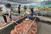 Quảng Nam: Duy Xuyên liên kết sản xuất theo chuỗi giá trị nông sản, phát triển nông nghiệp bền vững