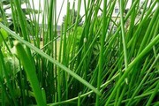 Loại cỏ dại mọc đầy ruộng giờ "đẻ ra tiền", thành đặc sản miền Tây dân hái bán hốt bạc