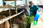 Nông thôn Tây Bắc: Mai Sơn thực hiện tốt mục tiêu kép